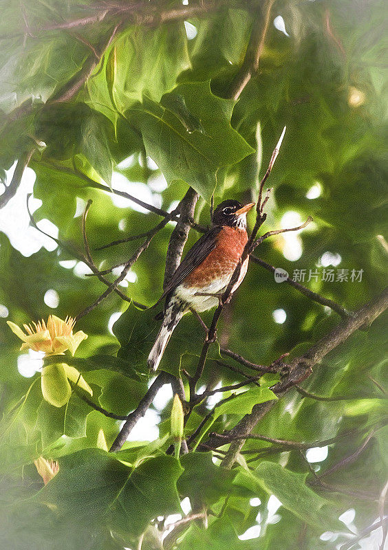 美洲知更鸟(Turdus migratorius)